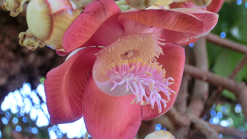 Couroupita guianensis