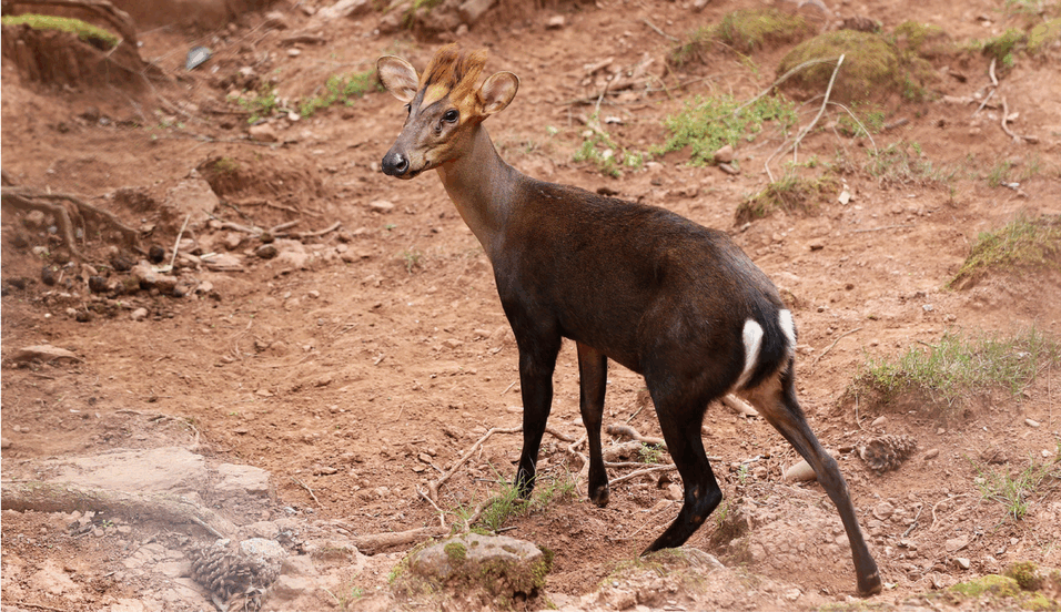 A brown small deer with short hairy horns 