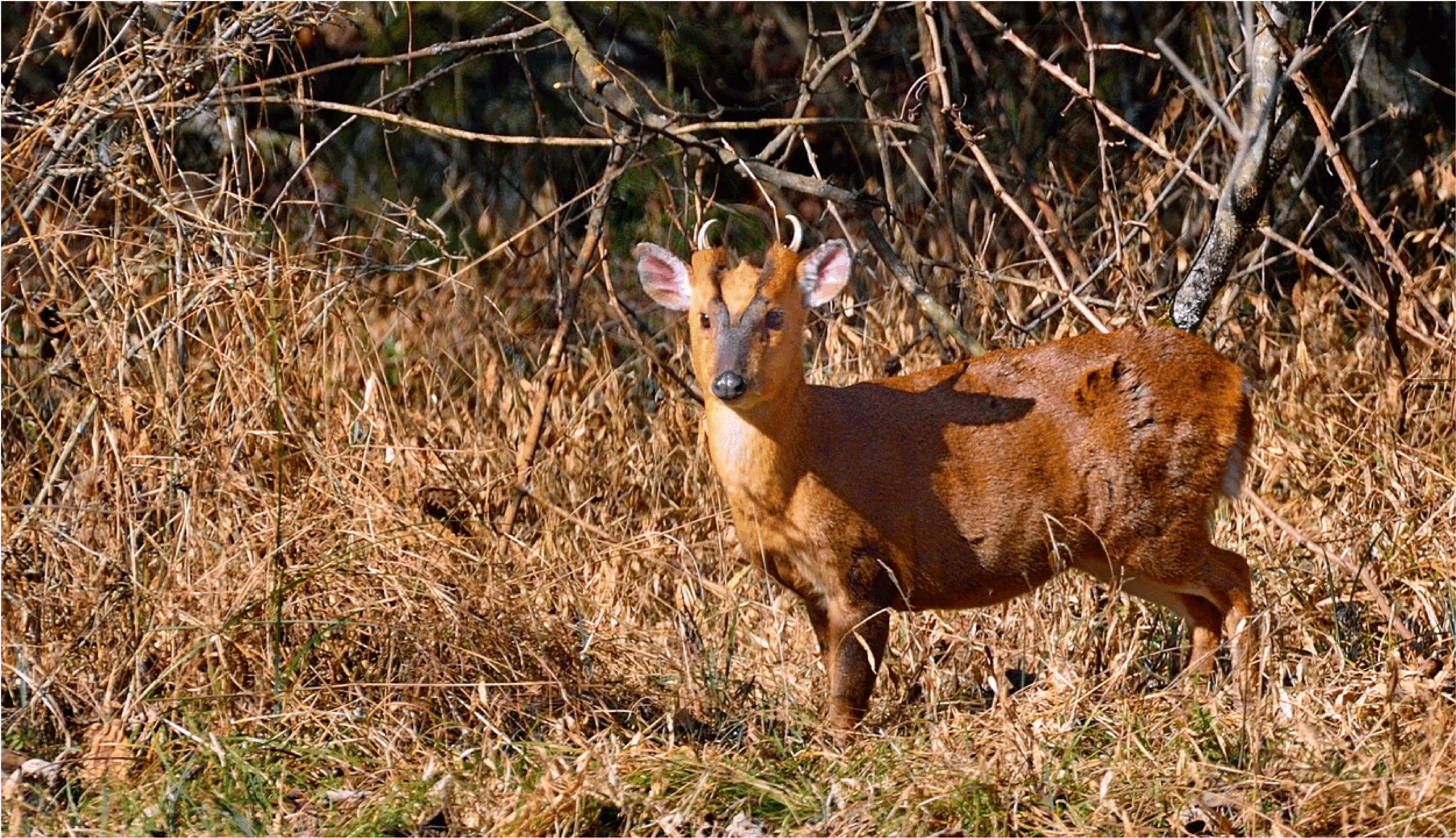 A freakishly small and supercute brown deer with tiny pointy horns