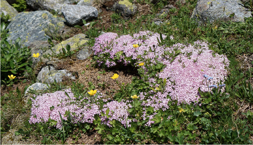 A bed of pink alpine flowers in between a bunch of Stones